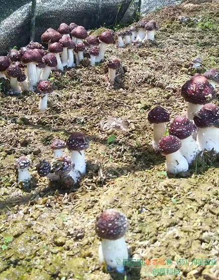 菌種展示 菌種展示